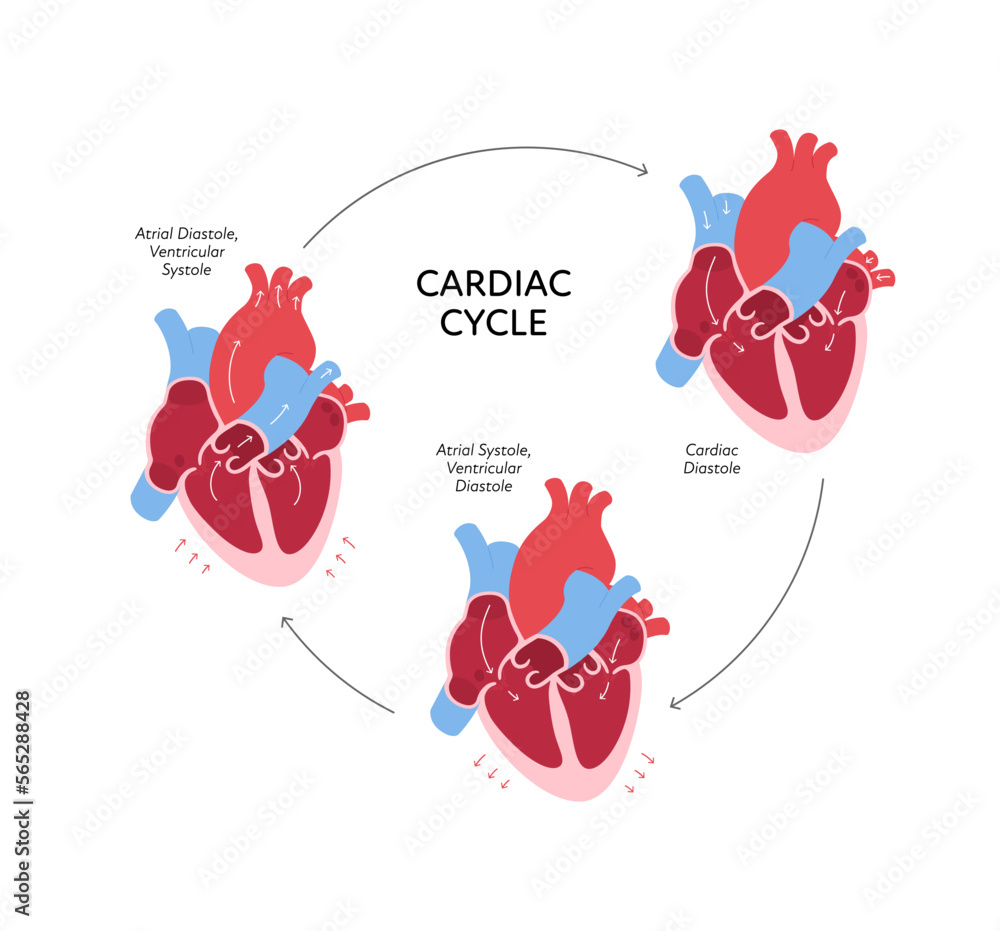 Cardiac cycle anatomy infographic. Vector color flat modern ... Biology Diagrams