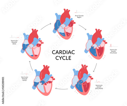 Cardiac cycle anatomy infographic. Vector color flat modern illustration. Heart and blood cerculation anatomical chart. Circle frame with heart beat. Design for healthcare, cardiology, education.