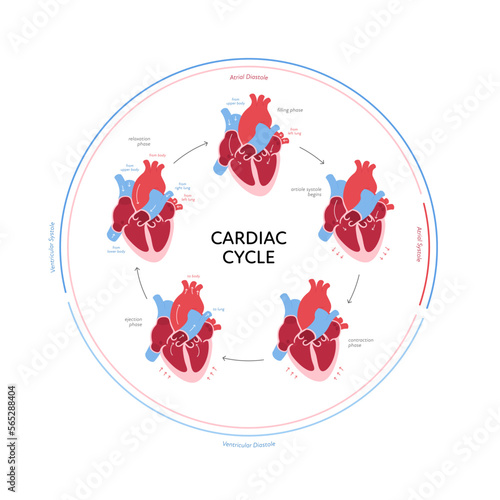 Cardiac cycle anatomy infographic. Vector color flat modern illustration. Heart and blood cerculation anatomical chart. Circle frame with arrows. Design for healthcare, cardiology, education.