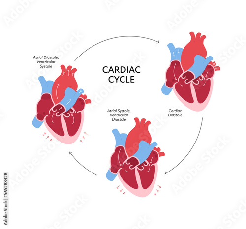 Cardiac cycle anatomy infographic. Vector color flat modern illustration. Heart organ and blood cerculation anatomical chart. Design for healthcare, cardiology, education.