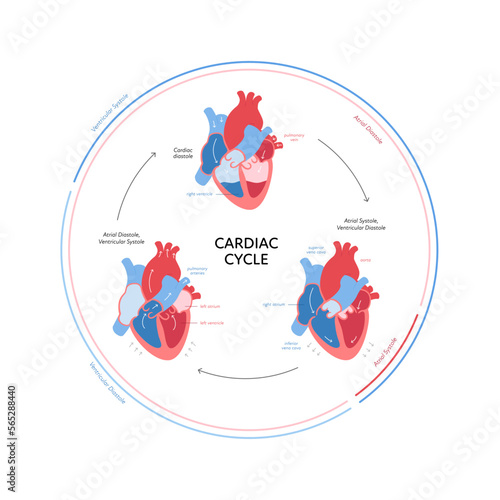 Cardiac cycle anatomy infographic. Vector color flat modern illustration. Heart organ and blood cerculation with filling anatomical chart. Design for healthcare, cardiology, education.