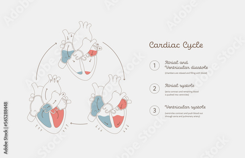Cardiac cycle anatomy infographic. Vector color flat modern illustration. Heart organ and blood cerculation anatomical chart. Number caption. Design for healthcare, cardiology, education.