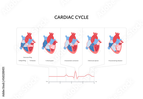 Cardiac cycle anatomy infographic. Vector color flat modern illustration. Heart organ and blood cerculation anatomical chart with heartbeat. Horizontal. Design for healthcare, cardiology, education.