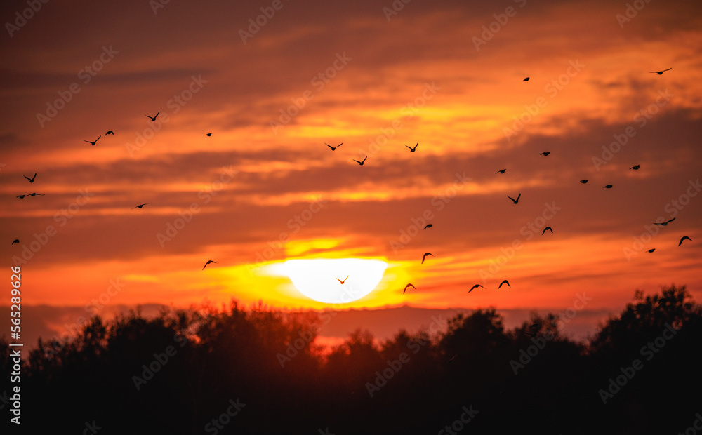 birds in the sunset