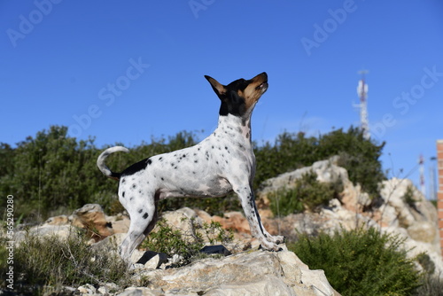 white dog on a rock