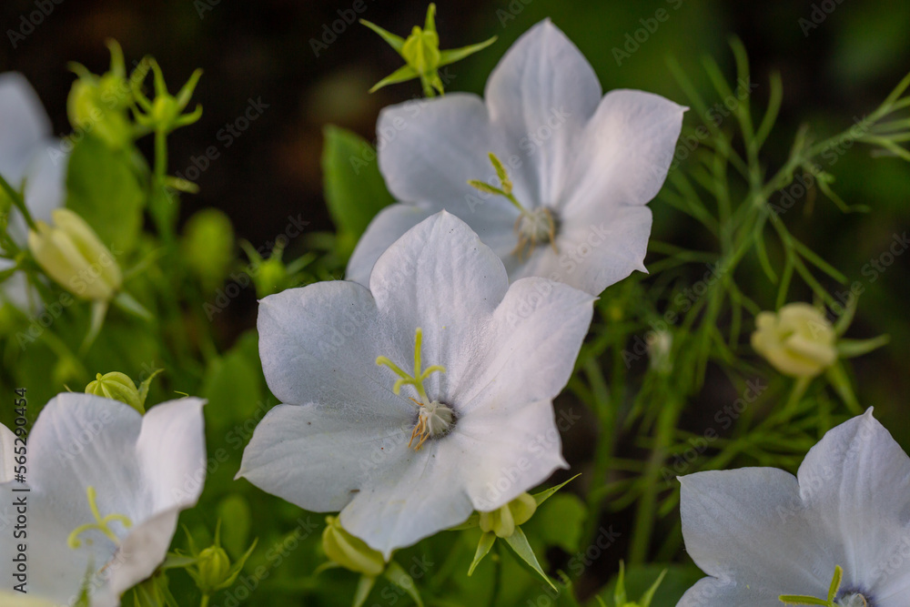 Blossom white bellflower in springtime macro photography. Garden campanula with white petals in summertime close-up photo. Convallaria majalis floral background. Blossom white bellflower in springtime macro photography. Garden campanula with white petals in summertime close-up photo. Convallaria majalis floral background.