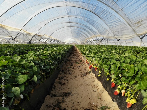 Organic strawberry plant growing in greenhouse. Strawberries Organic agriculture in greenhouses. Huelva, Spain