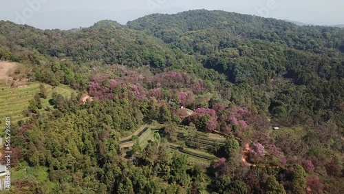 Aerial view of cherry blossom flowers blooming around the hill top of Doi Pangkhon mountain in Chiang Rai province, Thailand. photo