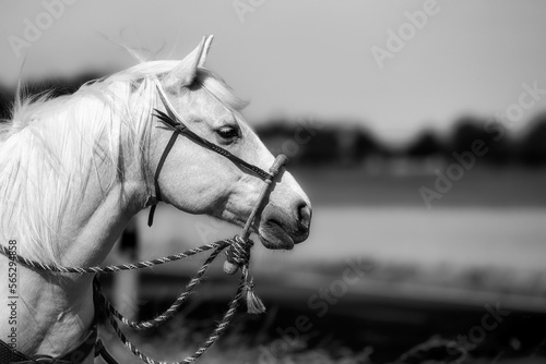 Valokuva Horse Western Quarter Horse Palomino with bit loose bridle Bosal, head portraits from the side in black and white
