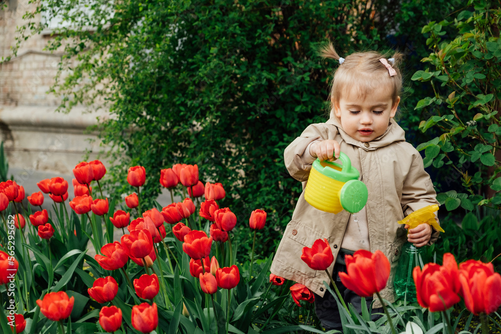Spring Gardening Activities for Kids. Cute toddler little girl in raincoat watering red tulips flowers in the spring summer garden