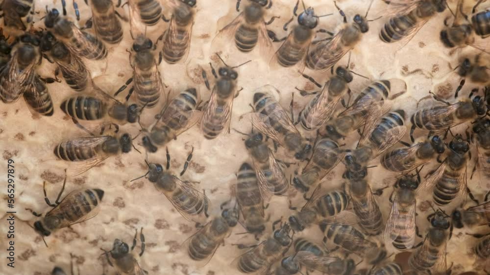 Insects working in wooden beehive, collecting nectar from pollen of flower, create sweet honey. Concept of apiculture, collective work. 4k. Insects working in wooden beehive, collecting nectar from pollen of flower, create sweet honey. Concept of apiculture, collective work. 4k.