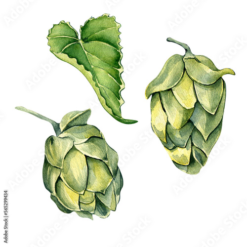Set of hop cones and leaves watercolor illustration isolated on white background. Malt, humulus hand drawn. Design element for advertising beer festival, label, menu, packaging, St Patrick's day.