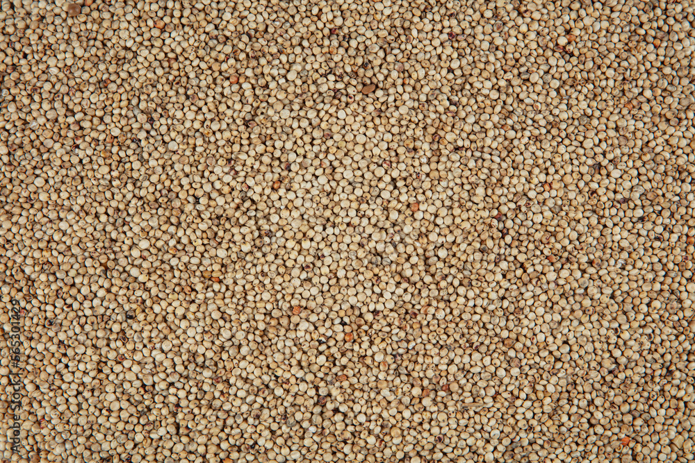 Gluten free Sorghum seeds isolated on white background. Whole seeds of Sorghum Moench, millet, feed. A Bowl of Sprouted Sorghum and Sorghum Flour on a Bright White Table. Gluten free Sorghum seeds isolated on white background. Whole seeds of Sorghum Moench, millet, feed. A Bowl of Sprouted Sorghum and Sorghum Flour on a Bright White Table.