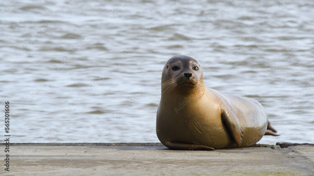 Fototapeta premium Den Helder, Netherlands. January 2023. A young seal is resting on a slipway at the Wadden Sea.