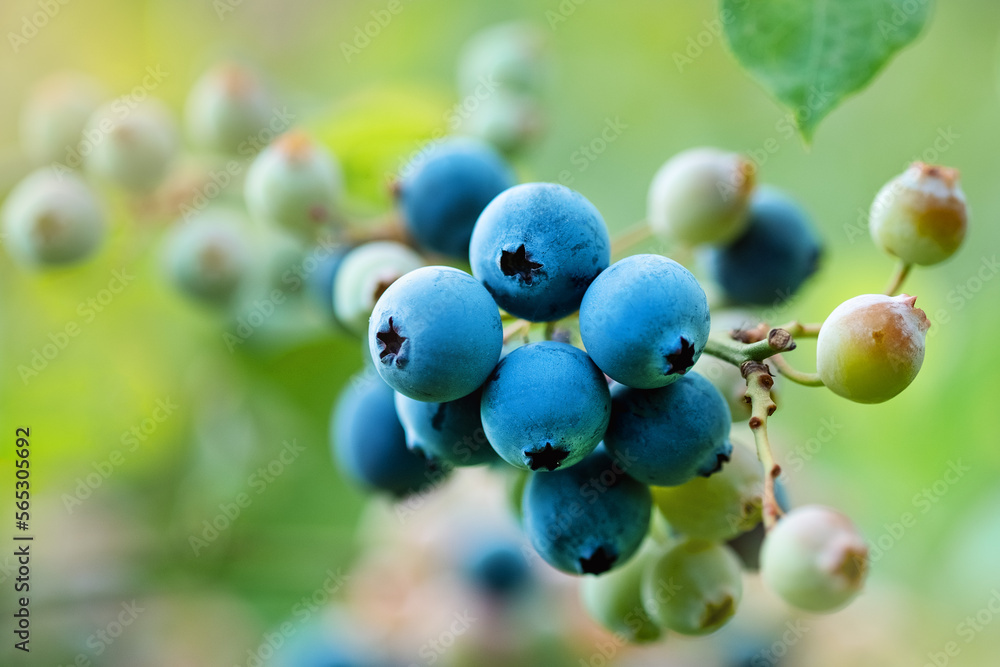 Ripe blueberries are ready for collection, close-up. Fresh organic blueberries on the Bush. Bright colours Ripe blueberries are ready for collection, close-up. Fresh organic blueberries on the Bush. Bright colours