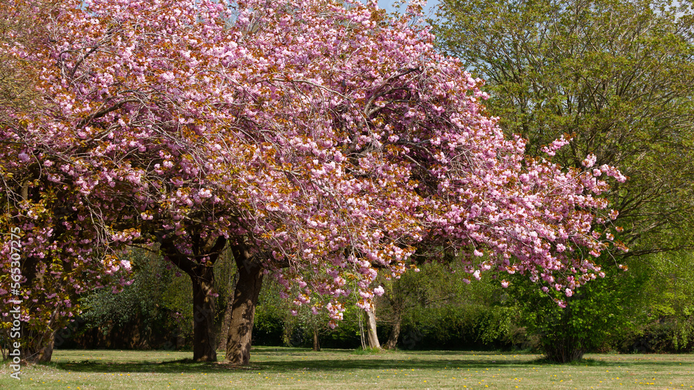 Naklejka premium Stunning cherry blossom trees in Norfolk spring