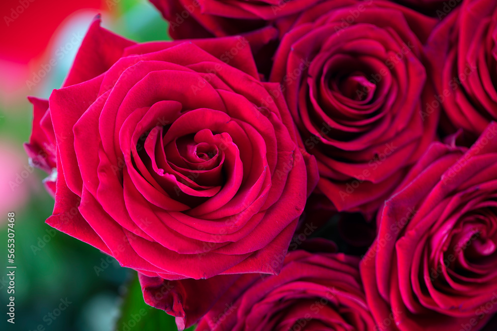 Valentines day. Bunch of roses on the bokeh background. Valentines day. Bunch of roses on the bokeh background.