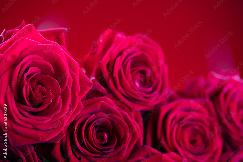Valentines day. Bunch of roses on the bokeh background. Valentines day. Bunch of roses on the bokeh background.