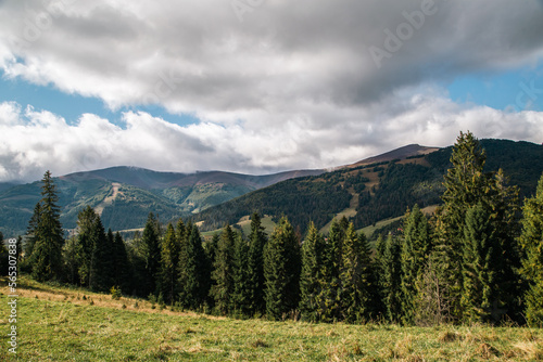 a glade of coniferous trees on the background of mountains in cloudy weather.