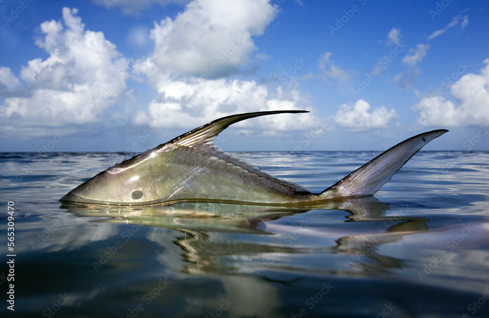 a side view of permit fish just above water with blue skies and white clouds behind a side view of permit fish just above water with blue skies and white clouds behind