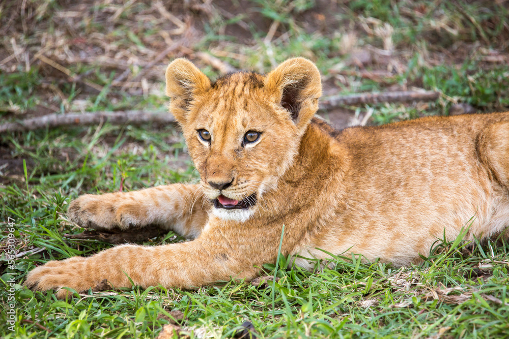 Lion cub in Maasai Mara, Kenya