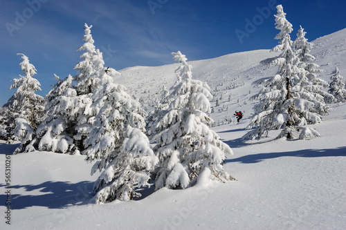 Wallpaper Mural A skier downhill skiing in a winter landscape, Sklarska Poreba, Poland. Torontodigital.ca