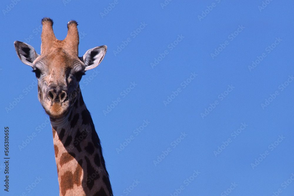 Giraffe head, Kenya. Giraffe head, Kenya.
