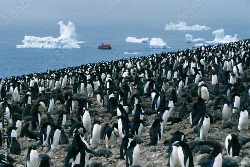 Adelie penguins colony photo