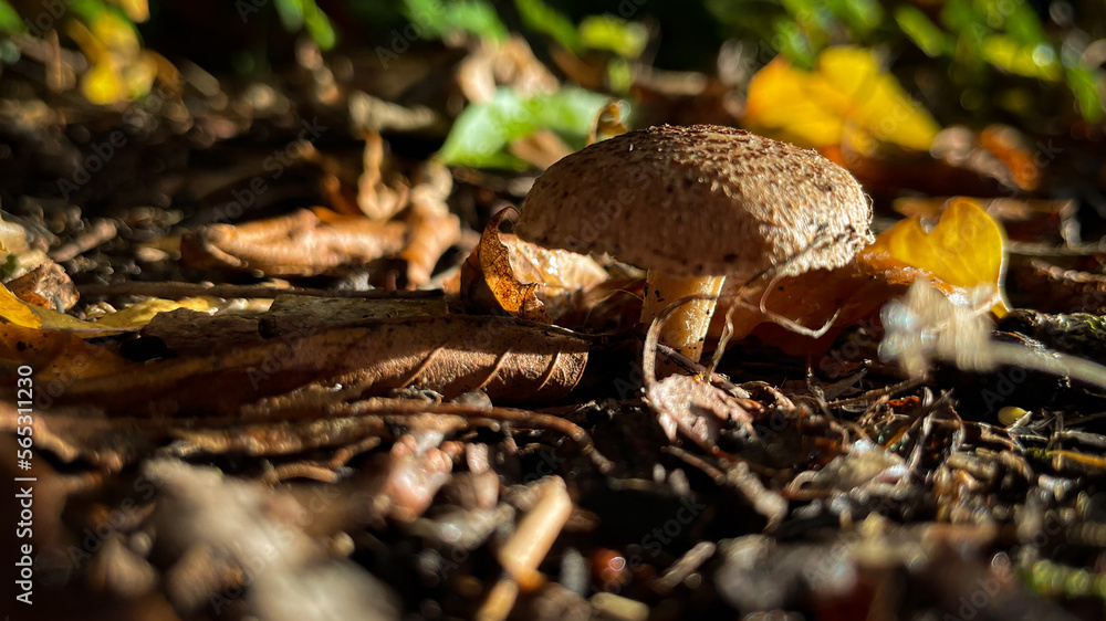 Mushroom in the light Mushroom in the light