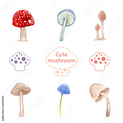 Set hongos callampas fungi