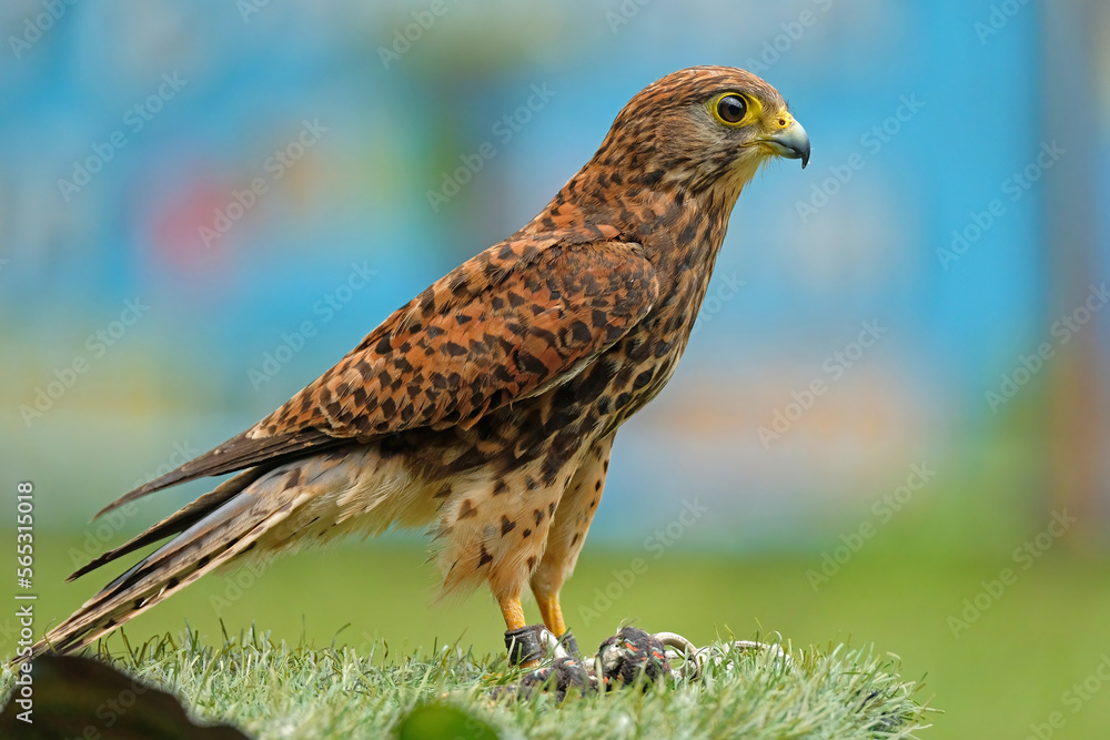 Obraz premium Yellow-billed kite