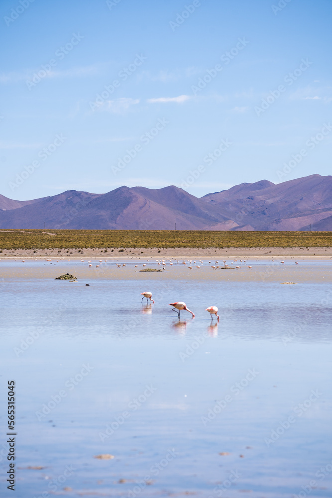Flamingo of White Lagoon in Bolivia South America Salt Flat Uyuni