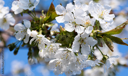 Flowering cherry trees. Branches of a tree with white flowers in close-up. Flowering of fruit trees in spring. The flowers of the fruit tear of sweet cherries.
