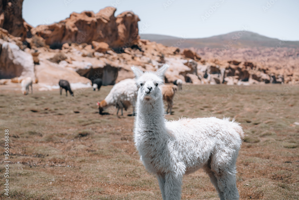 Photo of Lamas in South America during Salt Flat Uyuni tour 