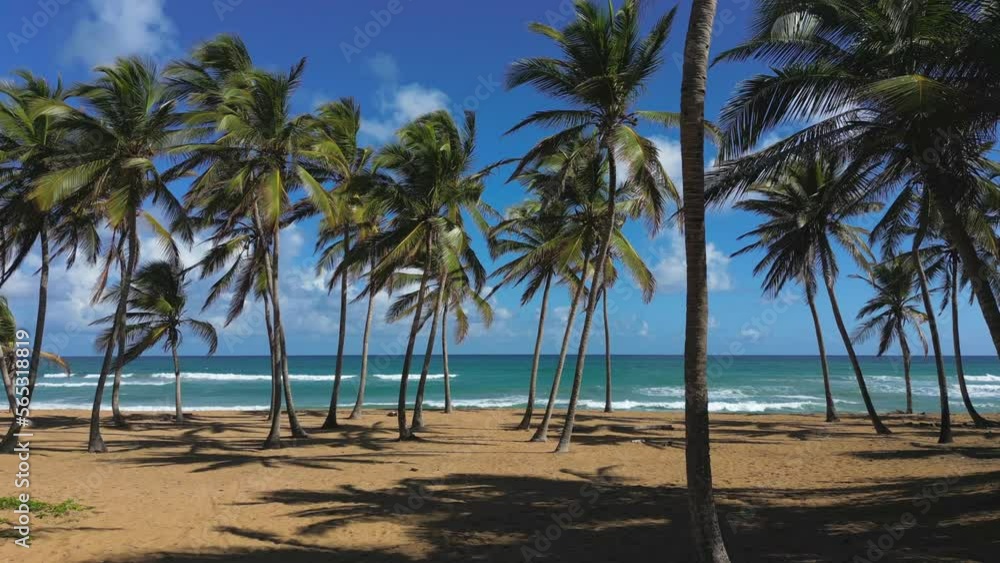 Aerial fpv flight through the coconut palm trees above the sand of the wild tropical beach. The big waves and turquoise water of the Caribbean sea. Top best places for the vacations