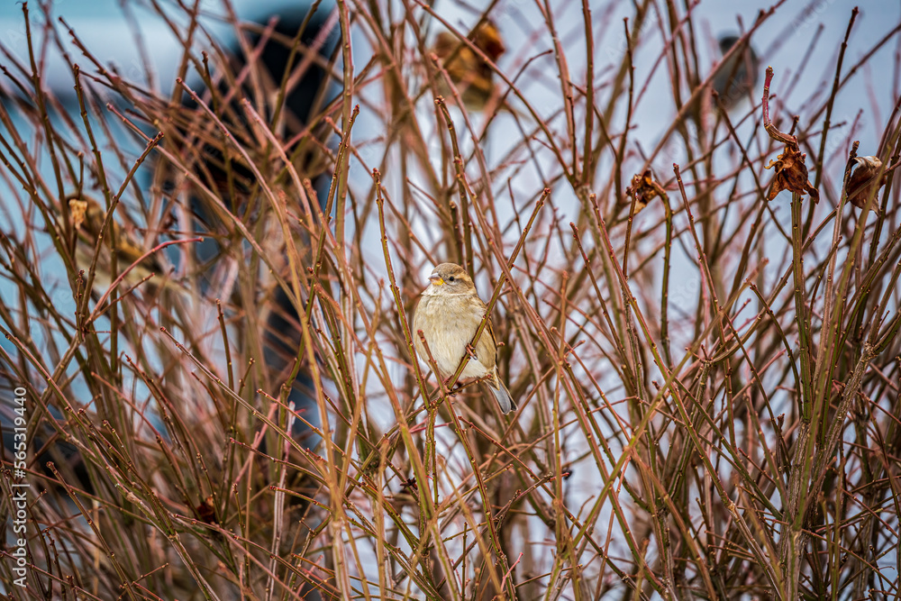 Obraz premium Tree Sparrow perched on a branch in a Bush.