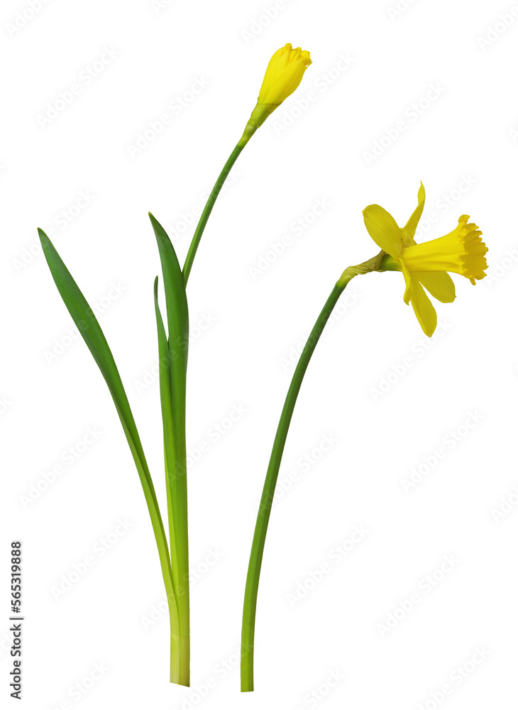 Set of yellow narcissus flower and bud isolated on white or transparent background. Profile view.