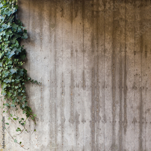 Green ivy on grey concrete textured wall background © paketesama