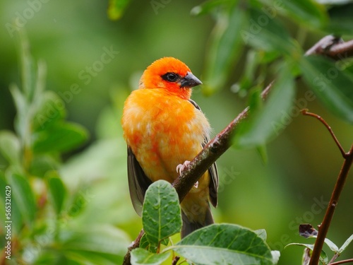 Red Orange bird perching in natural environment in Mauritius 