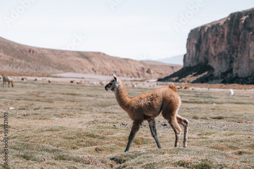 Photo of Lamas in South America during Salt Flat Uyuni tour 