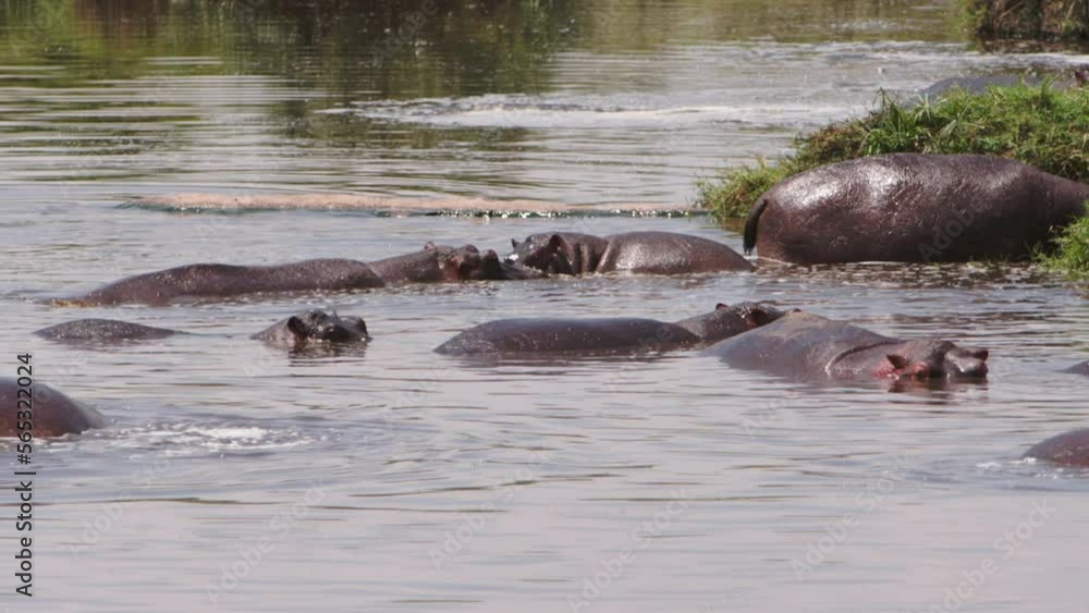 Group of hippopotamus in river in Kenya. Hippopotamus is a wild dangerous bloodthirsty mammal cloven-hoofed animal. More videos about wild animal hippos in collection. Group of hippopotamus in river in Kenya. Hippopotamus is a wild dangerous bloodthirsty mammal cloven-hoofed animal. More videos about wild animal hippos in collection.
