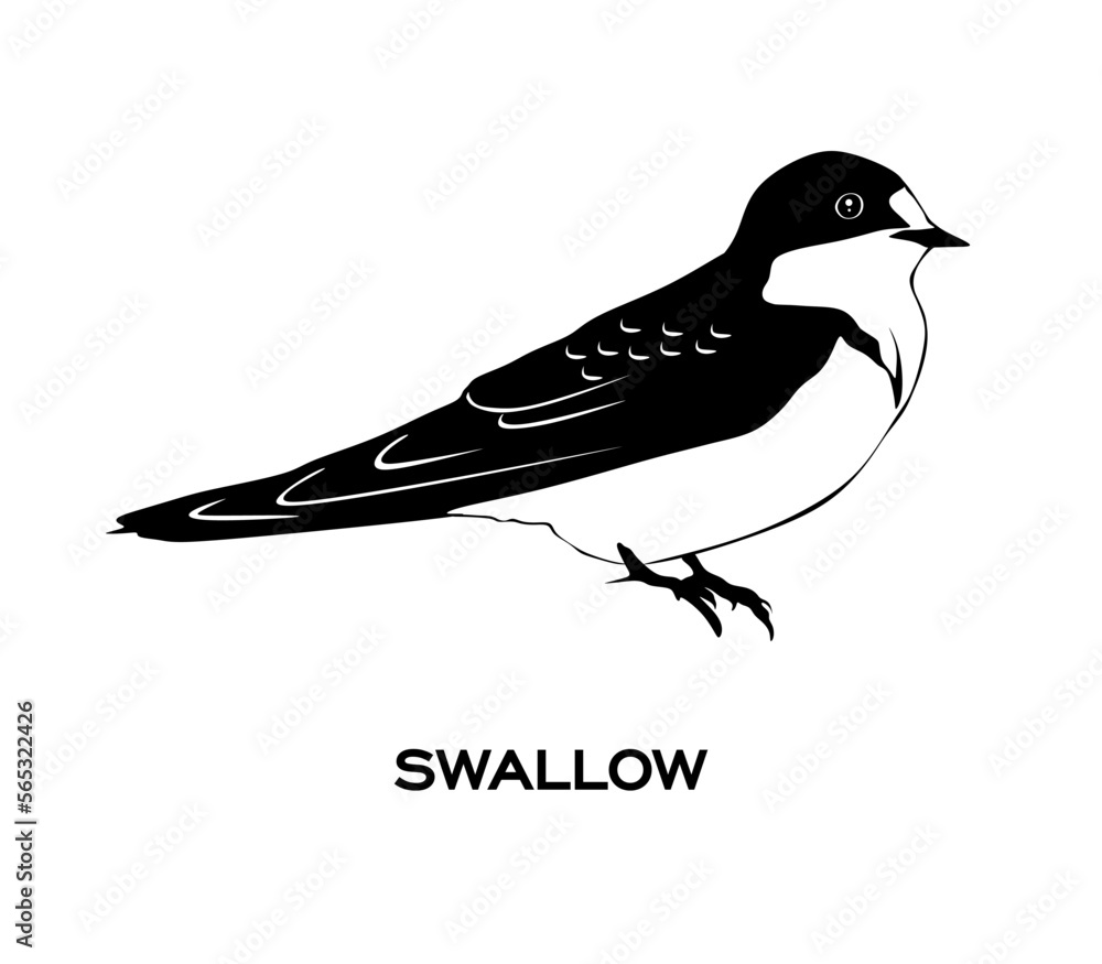 Barn Swallow logo. Swallow in minimal style isolated . Barn Swallow