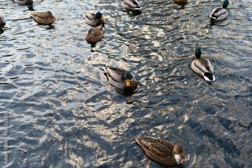 Male and female mallard ducks swim across the lake at sunset horizontal image. The concept of breeding ducks and love for animals