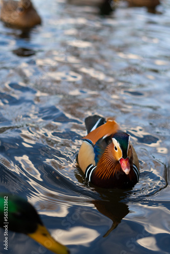 Vertical view of a mandarin duck swimming among other ducks on a lake. Diversity in nature