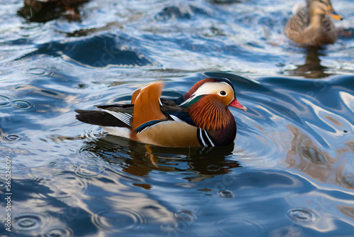 A beautiful male mandarin duck with bright feathers swims on the blue water of the lake. The concept of love for nature, diversity of animals and birds