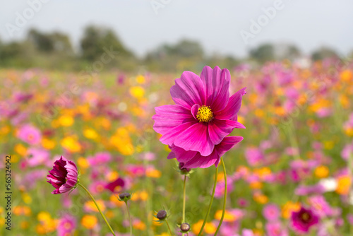  Beautiful cosmos flowers blooming in the garden.Beautiful spring flowers