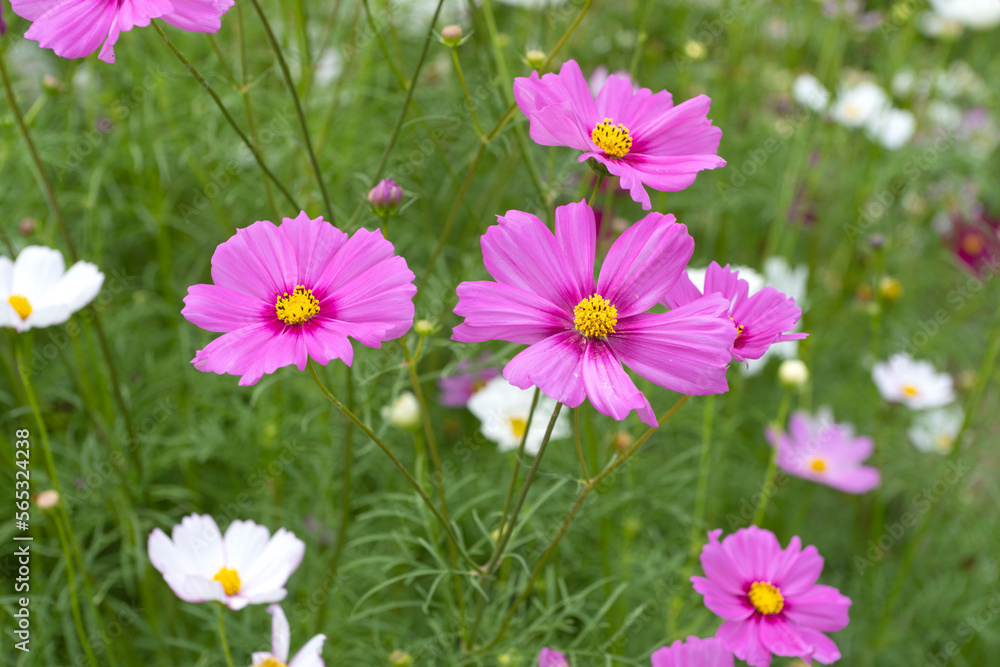 Beautiful cosmos flowers blooming in the garden.Beautiful spring flowers Beautiful cosmos flowers blooming in the garden.Beautiful spring flowers