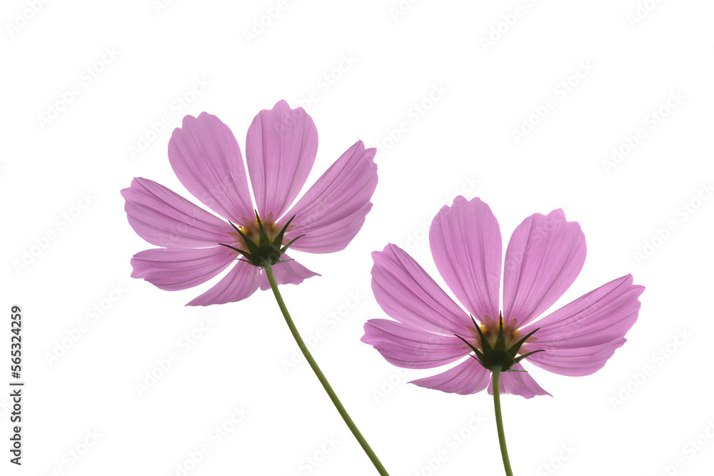 Close-up of cosmos flower isolated on white background Close-up of cosmos flower isolated on white background