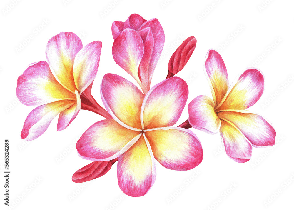 Composition of plumeria flowers. Frangipani. Watercolor botanical illustration. Isolated on a white background. For the design of packaging for cosmetics, perfumes and more stickers, travel brochures