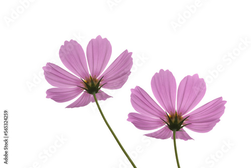 Close-up of cosmos flower isolated on white background